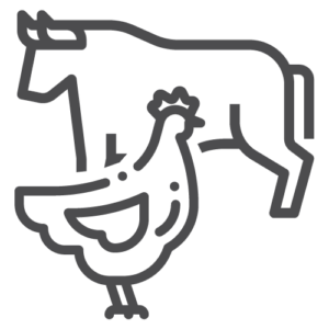 Process Piping Poultry Beef